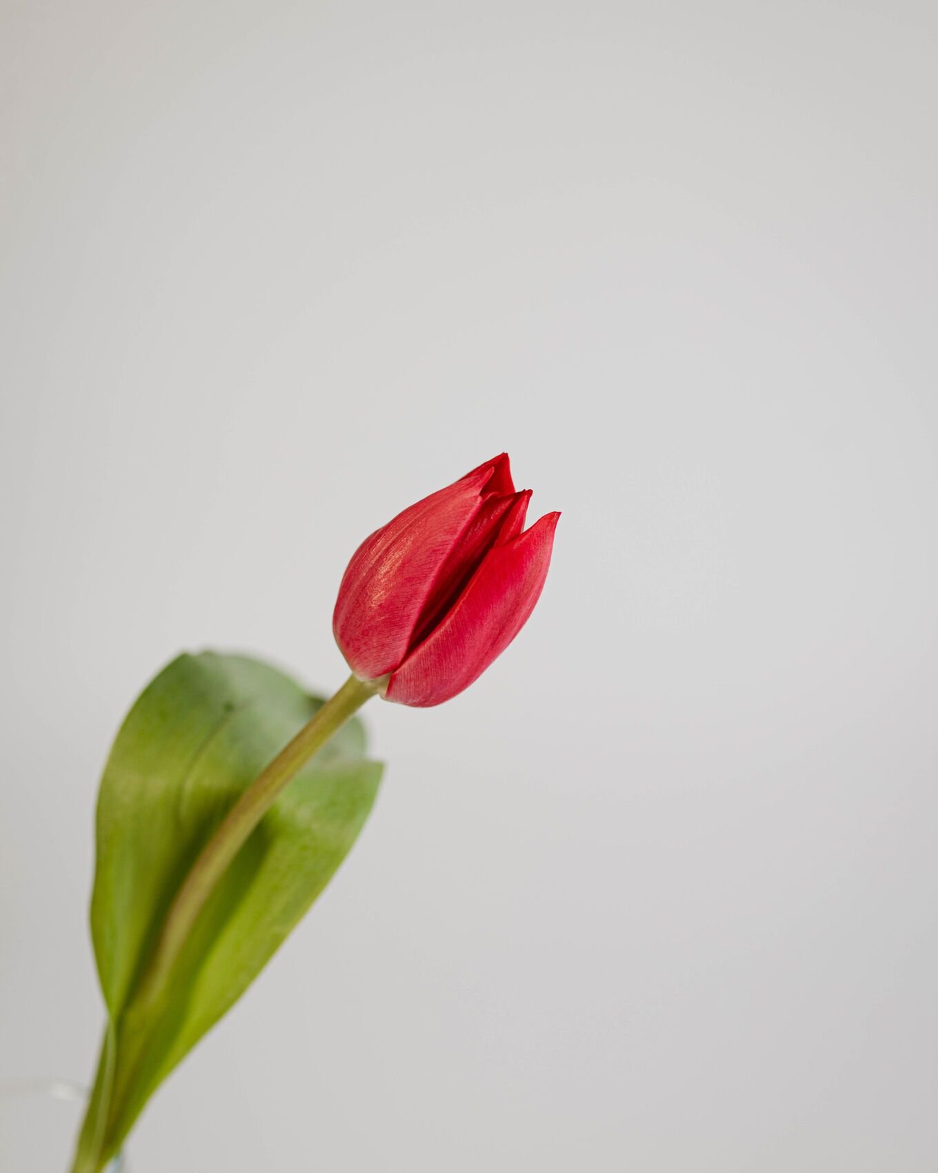 Galeria principal_Tres veces flor_2